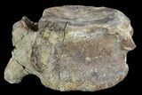 Hadrosaur Caudal Vertebrae - Aguja Formation, Texas #88716-3